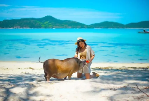 Female traveler feeding a pig on the beach of Koh Madsum (Pig Island) with turquoise sea in the background near Koh Samui, Thailand.