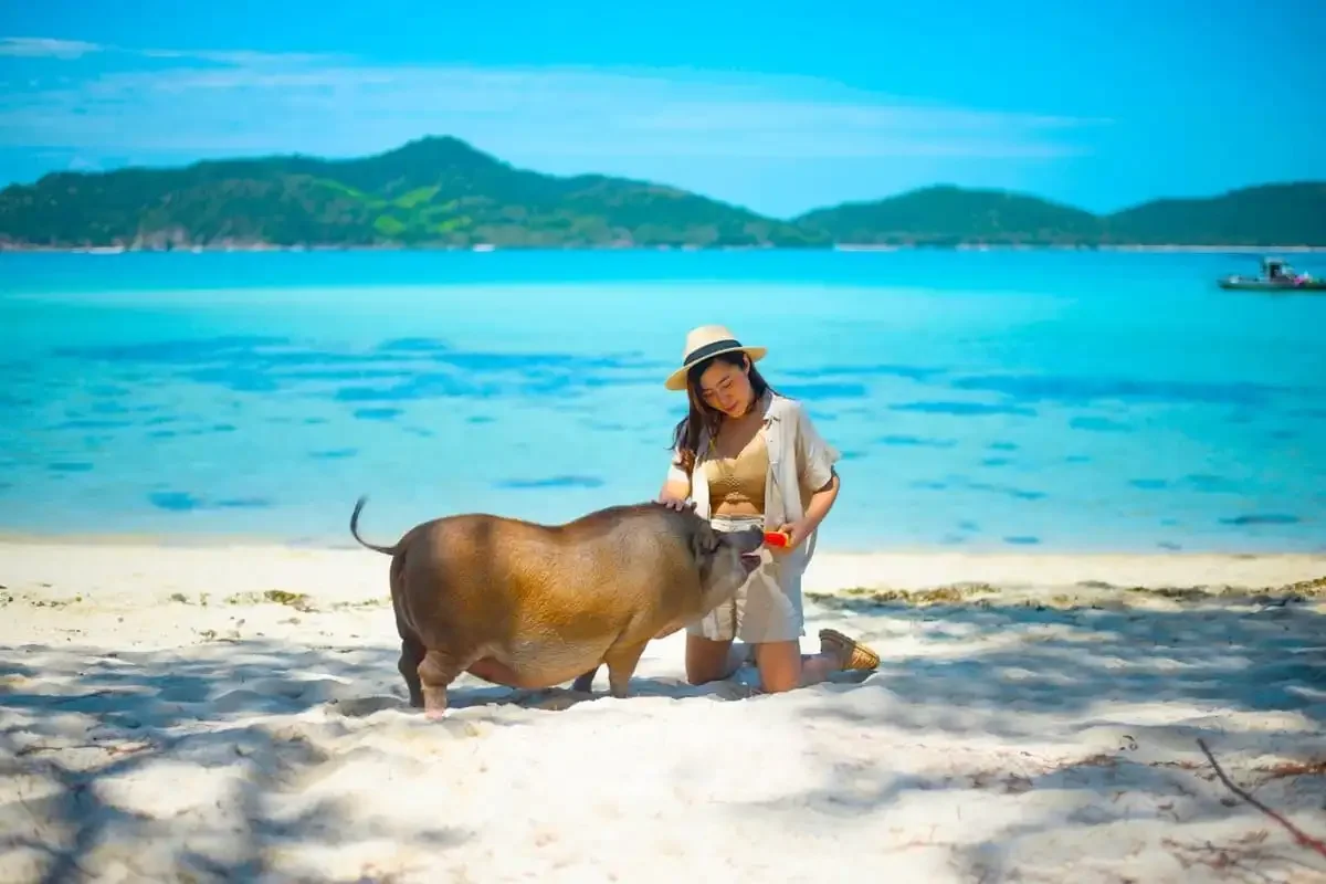 Female traveler feeding a pig on the beach of Koh Madsum (Pig Island) with turquoise sea in the background near Koh Samui, Thailand.