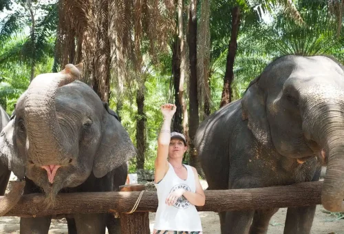 Visitor feeding friendly elephants at Krabi Elephant Shelter with Phuket Travel Store, surrounded by lush palm trees.