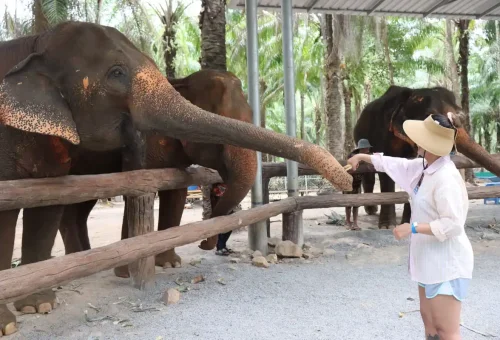 Happy guest enjoying close interaction with elephants at Krabi Elephant Shelter tour by Phuket Travel Store.