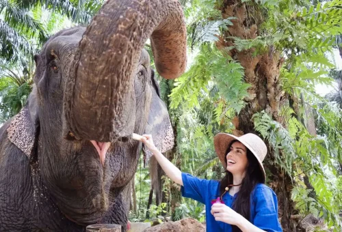 Smiling woman feeding an elephant at Krabi Elephant Shelter surrounded by tropical palm trees.