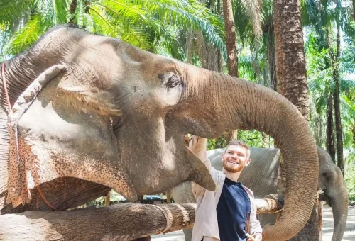 Visitor feeding a friendly elephant at Krabi Elephant Shelter with Phuket Travel Store.