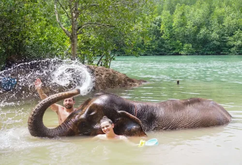 Tourists bathing with an elephant splashing water in a lagoon surrounded by mangroves.