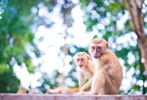 Two playful monkeys sitting on a ledge at Monkey Hill in Phuket.
