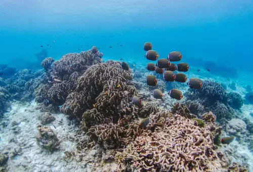 Healthy coral reef with tropical fish at Similan Islands snorkeling spot