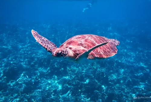 Sea turtle swimming above vibrant coral reef at Similan Islands during private speedboat tour
