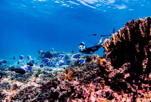 Snorkeler swimming with colorful blue surgeonfish over a healthy coral reef at Similan Islands