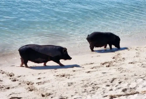 Samui party cruise until sunset with island views