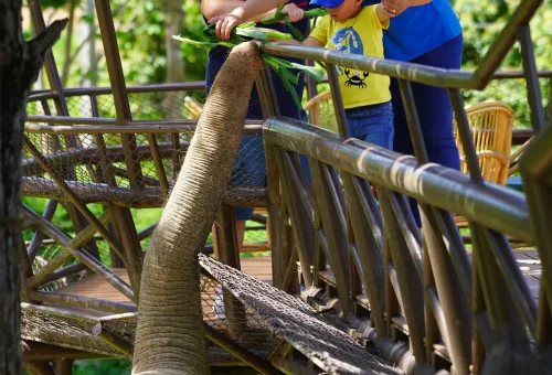 LINE_ALBUM_Samui Elephant Kingdom_220614_11