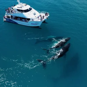 Hervey Bay Whale Watching Experience
