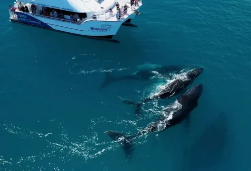 Hervey Bay Whale Watching Experience