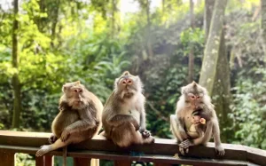 Web Gallery Monkey Forest Bali
