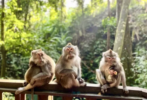 web gallery monkey forest bali