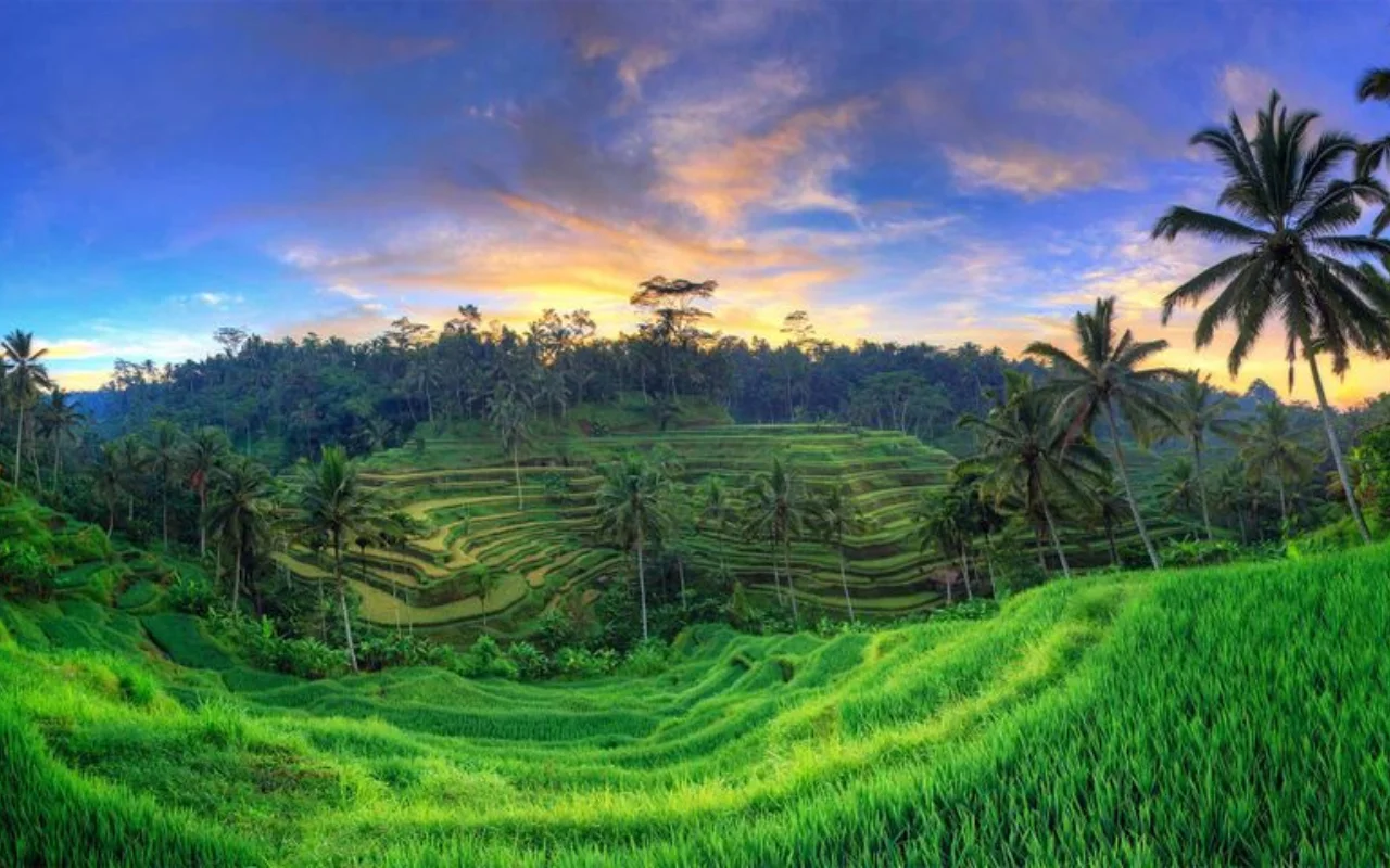 Web Gallery Tegalalang Ricefield Bali