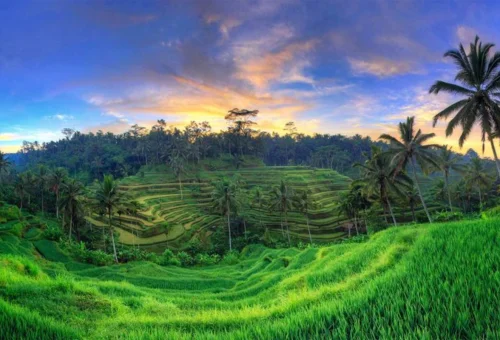 web gallery tegalalang ricefield bali