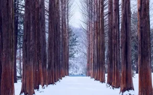 Web Gallery Bali Korea