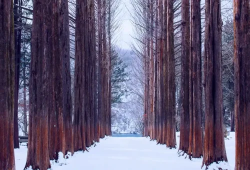 web gallery bali korea