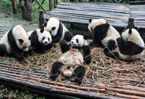 web gallery china 10