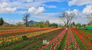 Web Gallery India Kashmir 009