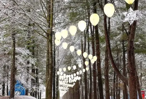 The Ultimate Travel Guide to Nami Island (Namiseom), Korea