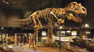 Museum Rockies Bozeman Montana Usa 1