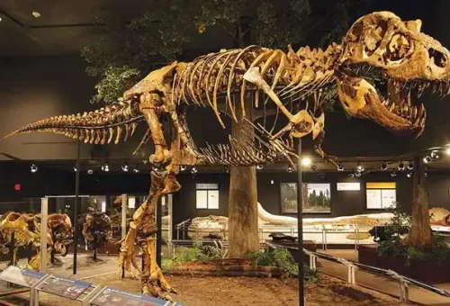 museum-rockies-bozeman-montana-usa-1