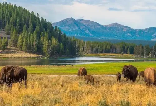 buffalos-yellowstone-national-park-usa-5