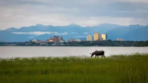 22_anchorage Alaska Moose Anchorage Alaska Usa 16