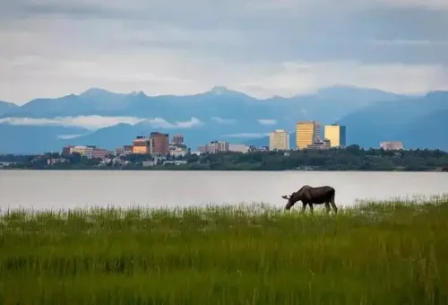 22_anchorage-alaska-moose-anchorage-alaska-usa-16