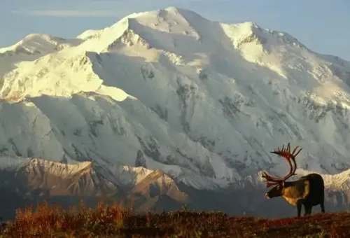 25_denali-national-park-alaska-usa-16