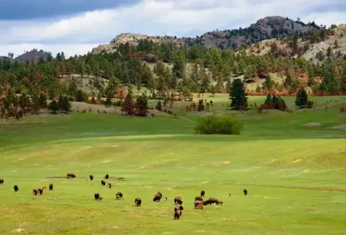 landscape-black-hills-usa-29