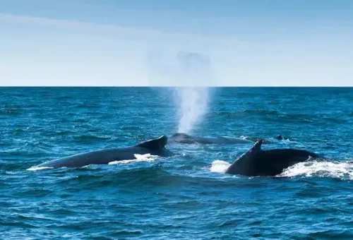 05_humpback-whales-bay-of-fundy-new-brunswick-canada-16