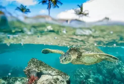 turtle-kaanapali-beach-hawaii-1
