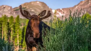 Bull Moose Rocky Mountain National Park Usa 1