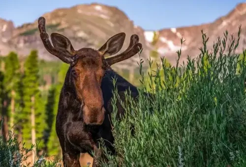 bull-moose-rocky-mountain-national-park-usa-1