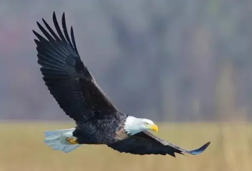bald-eagle-colorado-national-monument-usa-1