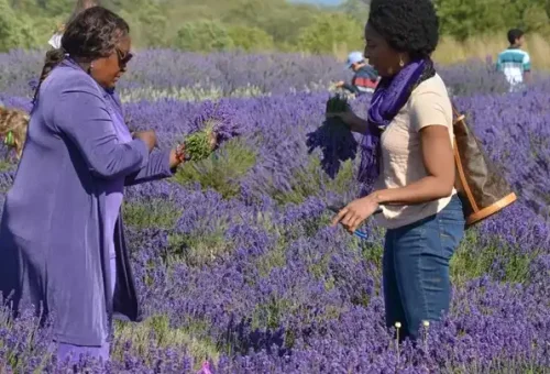 visit-jardin-du-soleil-lavender-farm-sequim-washington-usa-1