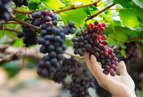 grapes-tree-willamette-valley-usa-1