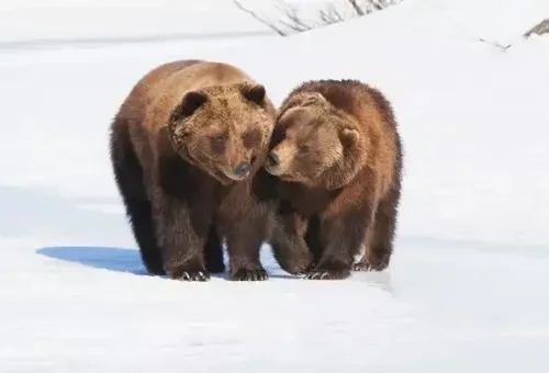 experience-alaska-wildlife-center-anchorage-alaska-usa-1