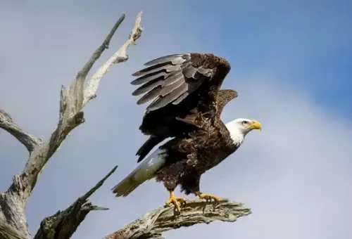 bald-eagle-zion-national-park-usa-1 (1)