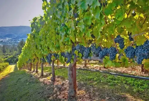 vineyard-napa-valley-usa-1