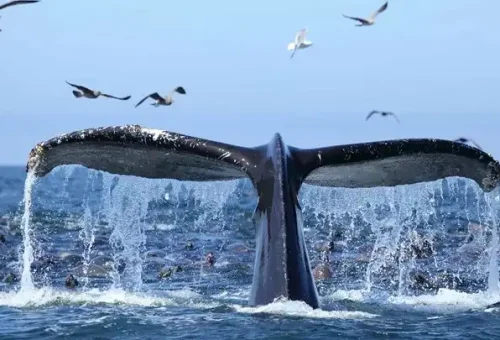 whale-monterey-bay-usa-1
