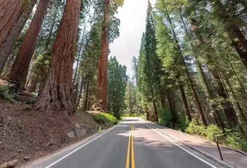 sequoia-national-park-redwood-usa-1