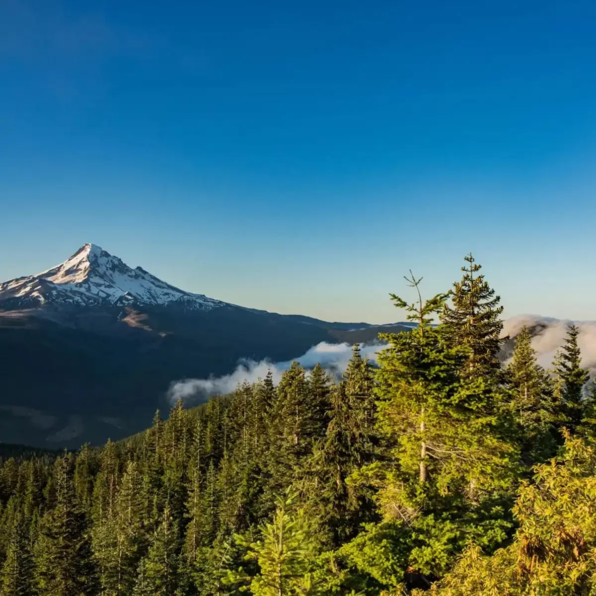Scene From Flanks Mt Hood Portland Oregon Usa 1