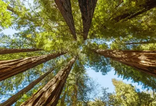 redwood-forest-looking-up-humboldt-redwoods-state-park-california-usa-1