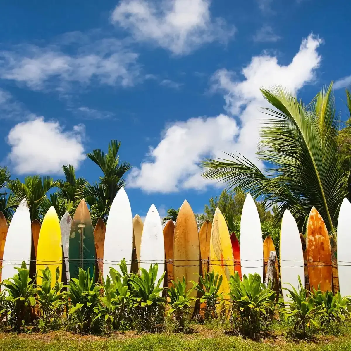 Best Hawaii Guided Tour 1