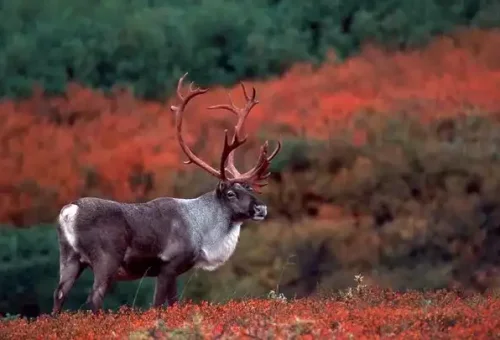 barren-ground-caribou-denali-national-park-alaska-usa-1