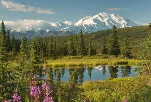 take-guided-denali-natural-history-tour-in-alaska-usa-1