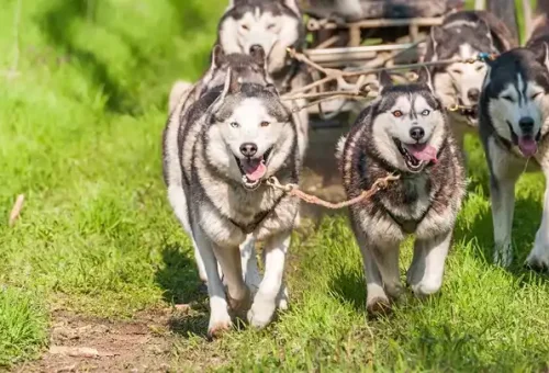 dogs-sled-fairbanks-alaska-usa-1