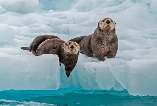 sea-otter-ice-valdez-alaska-usa-1